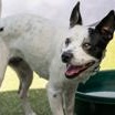 Enlarge Poppy, a Adoptable Rat Terrier in Santa Cruz, CA image 3/6
