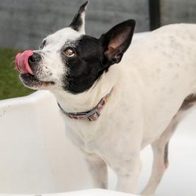 Enlarge Poppy, a Adoptable Rat Terrier in Santa Cruz, CA image 4/6