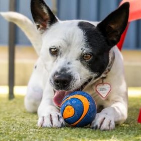 Enlarge Poppy, a Adoptable Rat Terrier in Santa Cruz, CA image 5/6