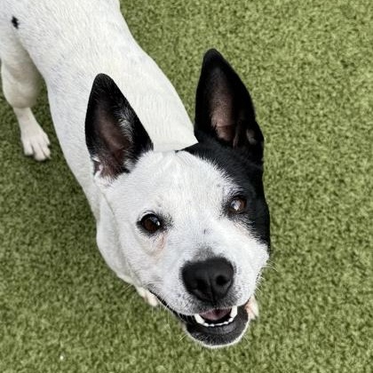 Enlarge Poppy, a Adoptable Rat Terrier in Santa Cruz, CA image 6/6