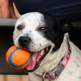 Poppy, Adoptable, Adult Female Rat Terrier.