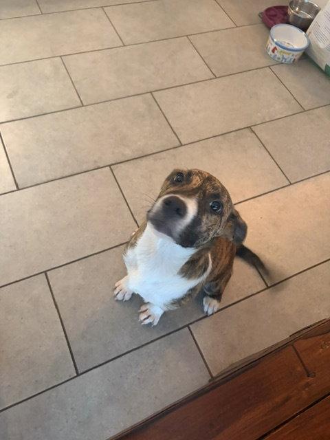 Howie, a Adoptable mixed breed in Blairsville, GA image 1/3