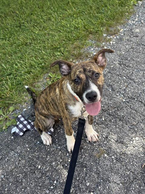 Howie, a Adoptable mixed breed in Blairsville, GA image 2/3
