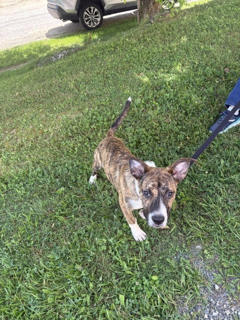 Howie, a Adoptable mixed breed in Blairsville, GA image 3/3