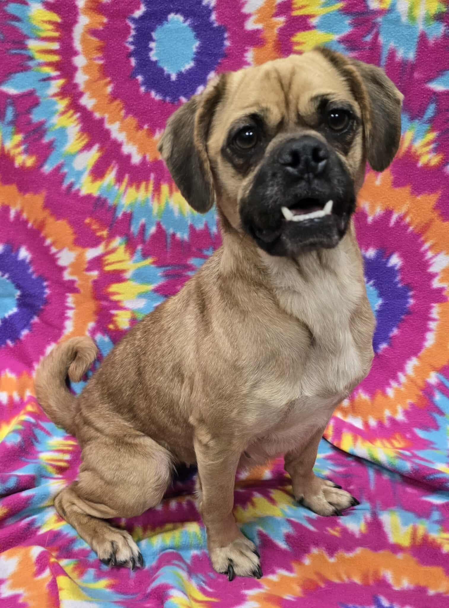 Judith -IN FOSTER HOME, an adoptable Puggle in Frankfort, IN image 4/5