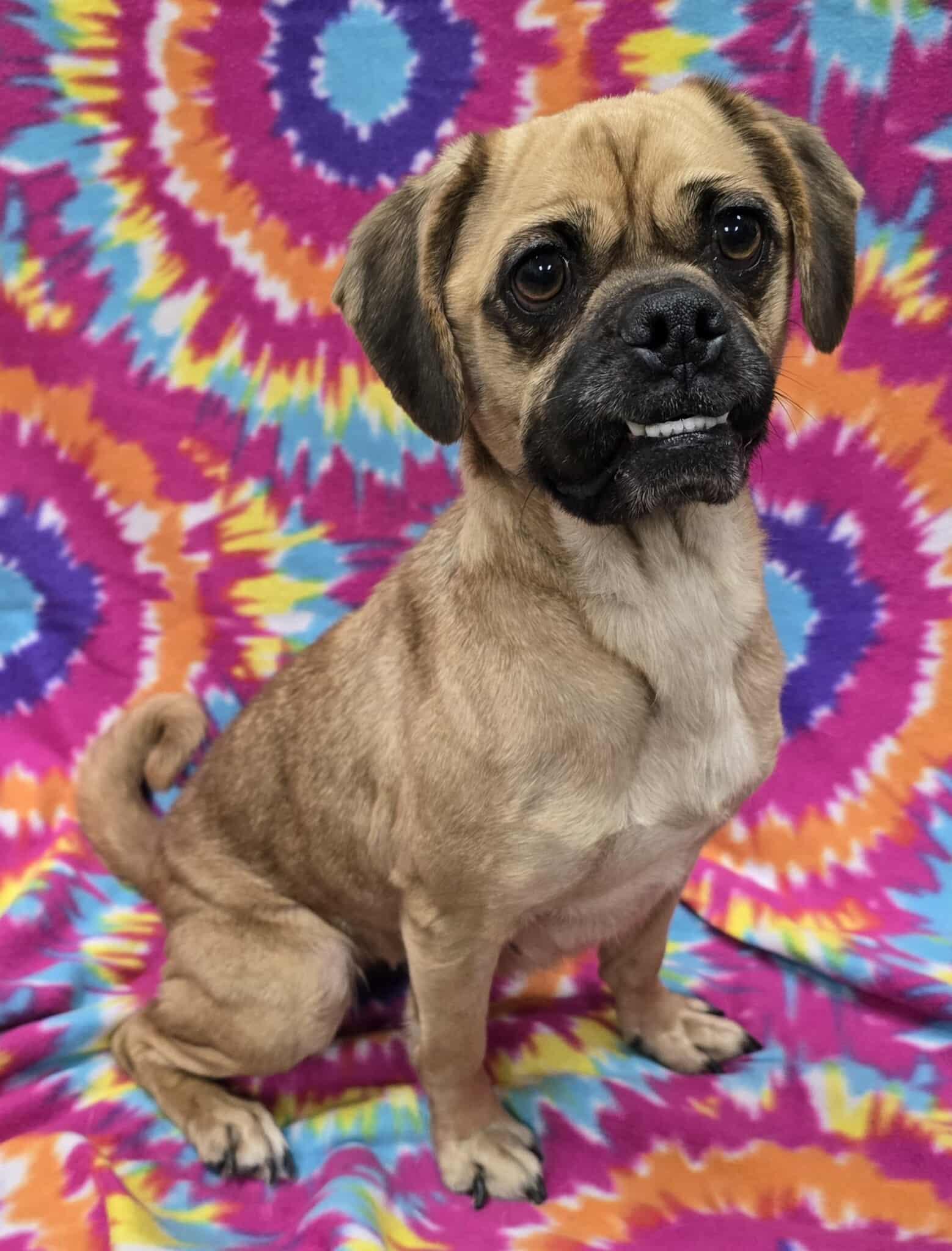 Judith -IN FOSTER HOME, an adoptable Puggle in Frankfort, IN image 3/5