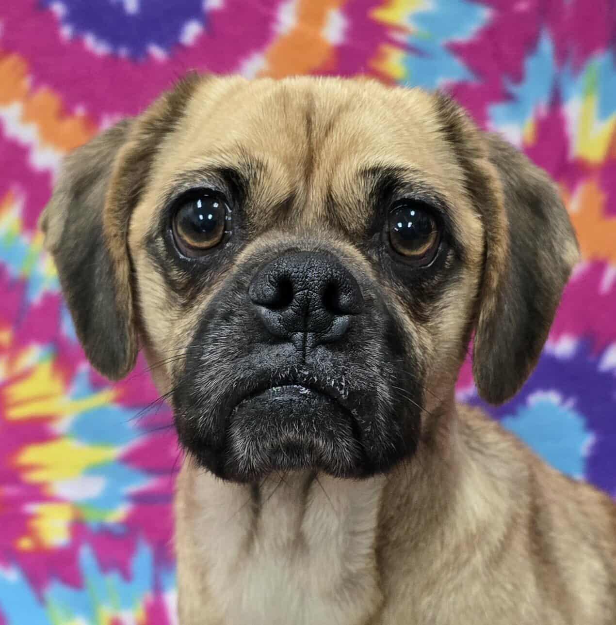 Judith -IN FOSTER HOME, an adoptable Puggle in Frankfort, IN image 5/5