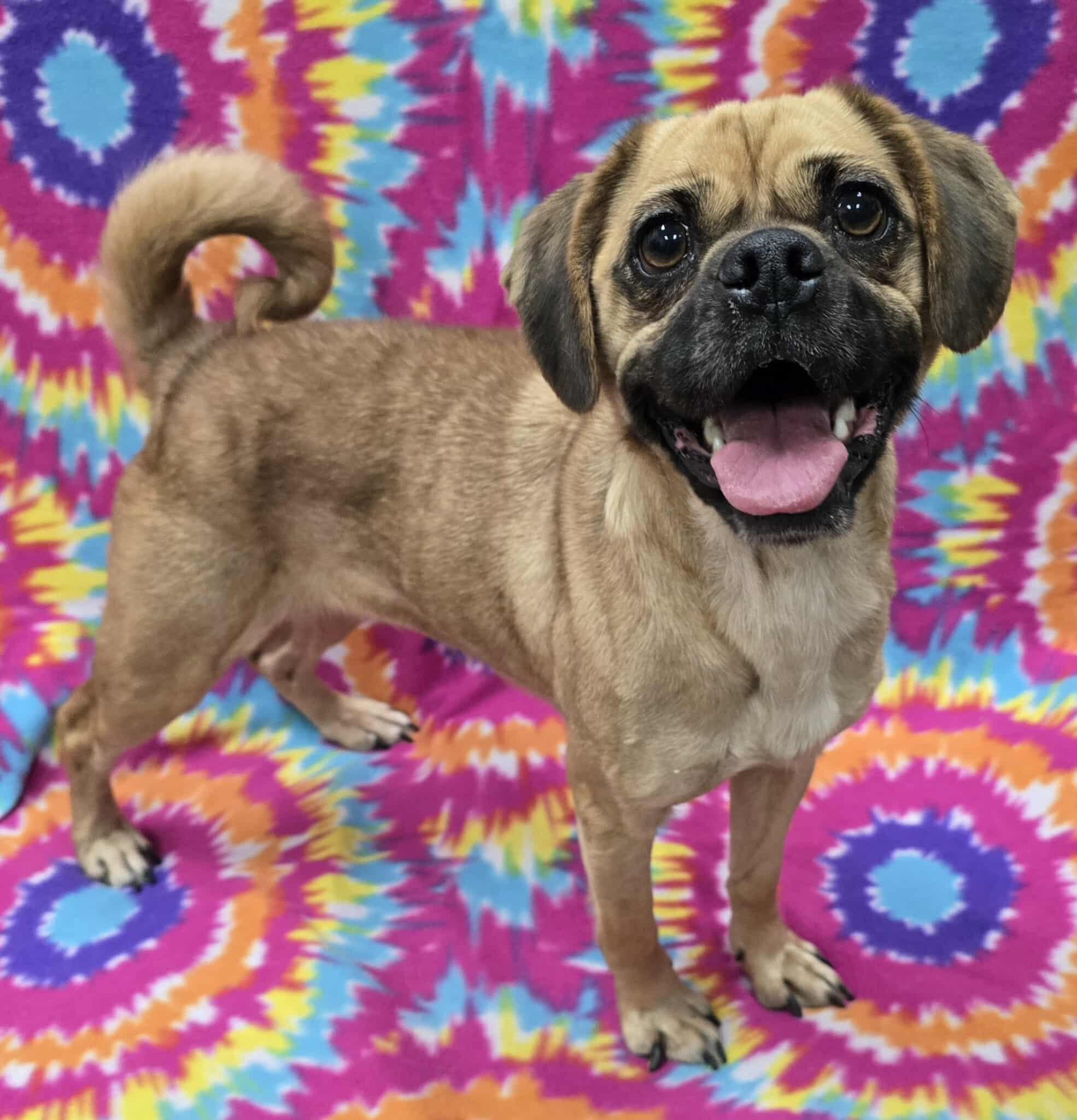 Judith -IN FOSTER HOME, an adoptable Puggle in Frankfort, IN image 2/5