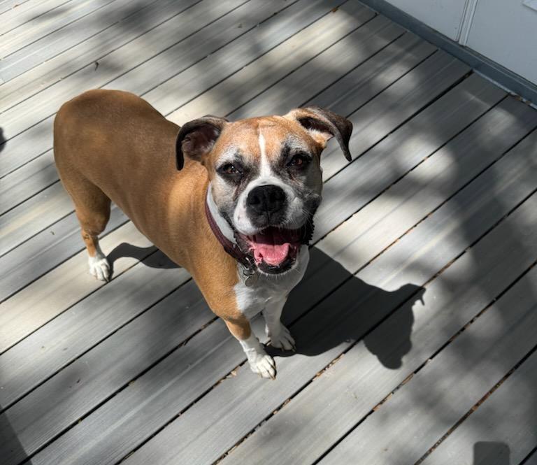 Cali F26-011, a Adopted Boxer in Crestview, FL image 1/3