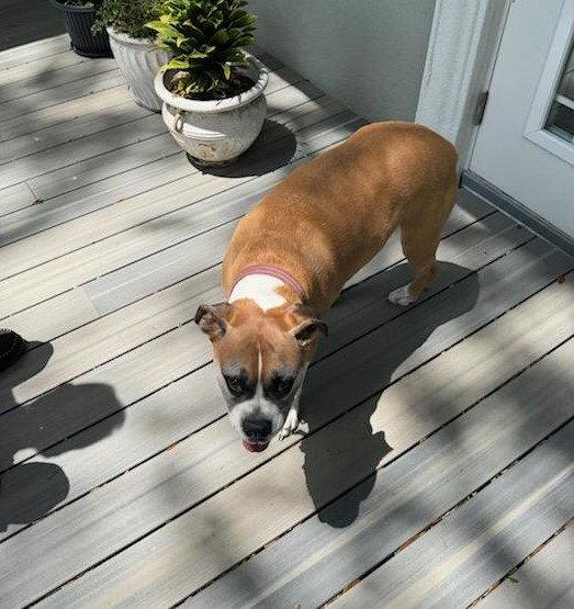 Cali F26-011, a Adopted Boxer in Crestview, FL image 2/3