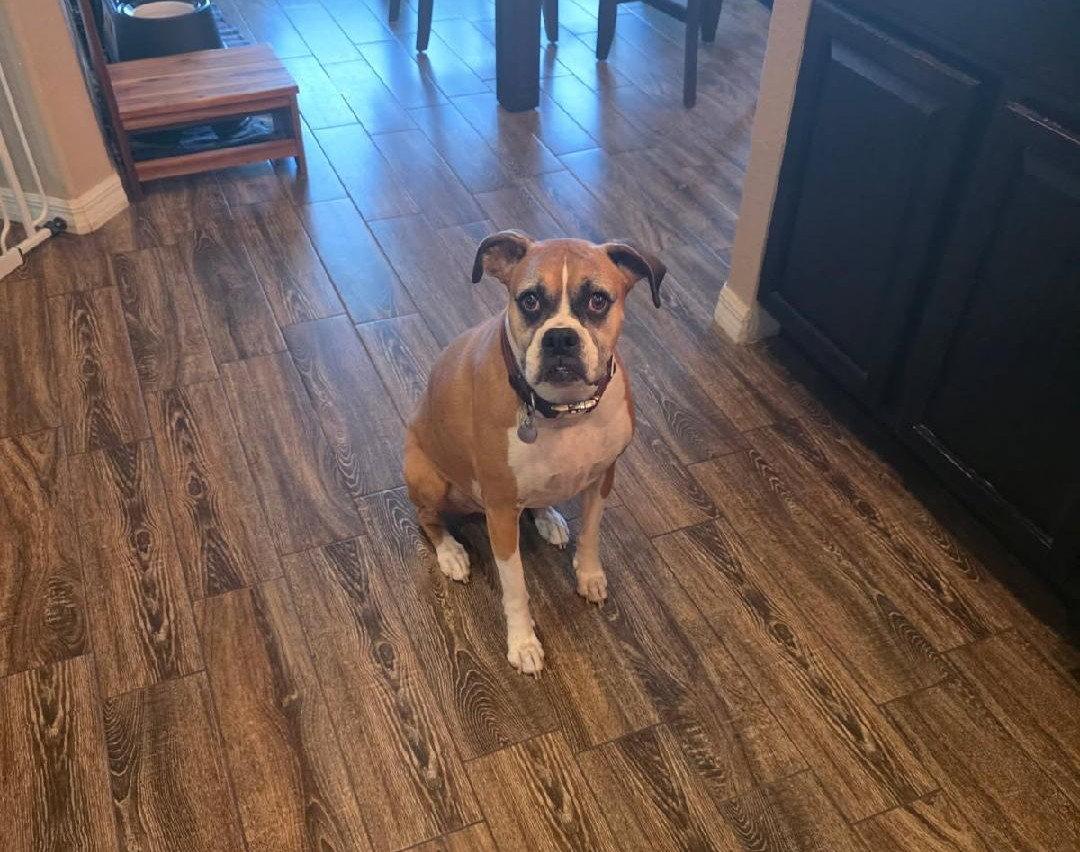 Cali F26-011, a Adopted Boxer in Crestview, FL image 3/3