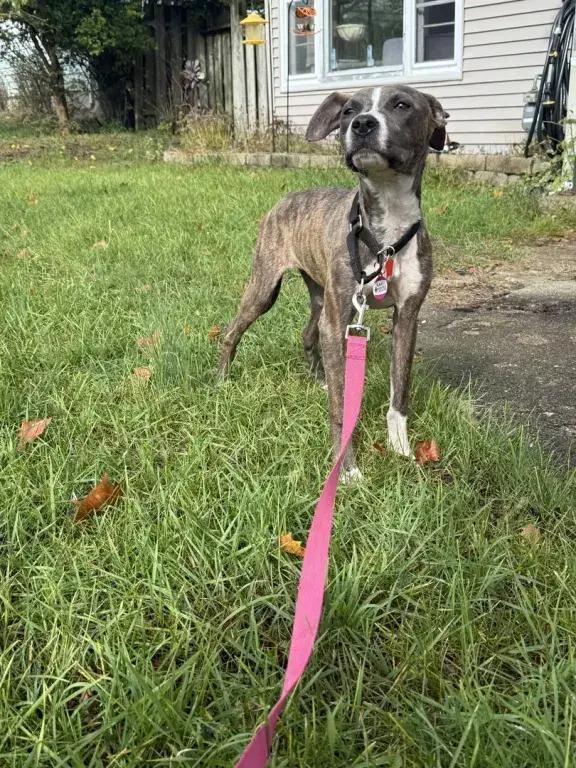 Enlarge Gemma, a Adoptable mixed breed in Grand Rapids, MI image 1/6