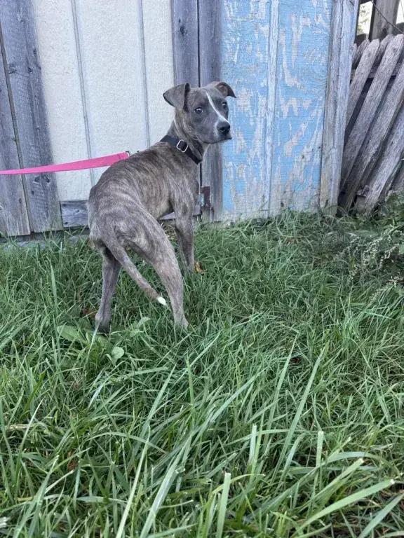 Enlarge Gemma, a Adoptable mixed breed in Grand Rapids, MI image 2/6