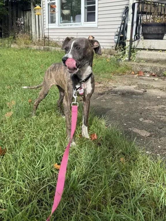 Enlarge Gemma, a Adoptable mixed breed in Grand Rapids, MI image 3/6