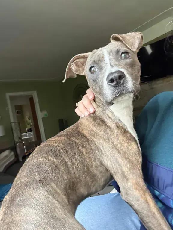 Enlarge Gemma, a Adoptable mixed breed in Grand Rapids, MI image 4/6