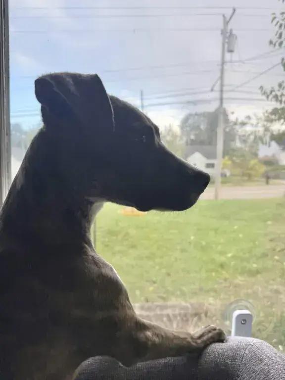 Enlarge Gemma, a Adoptable mixed breed in Grand Rapids, MI image 5/6