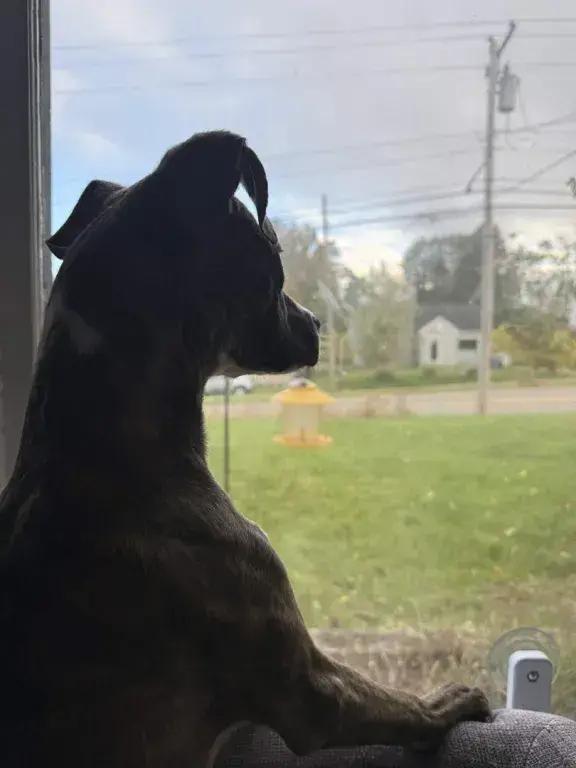 Enlarge Gemma, a Adoptable mixed breed in Grand Rapids, MI image 6/6