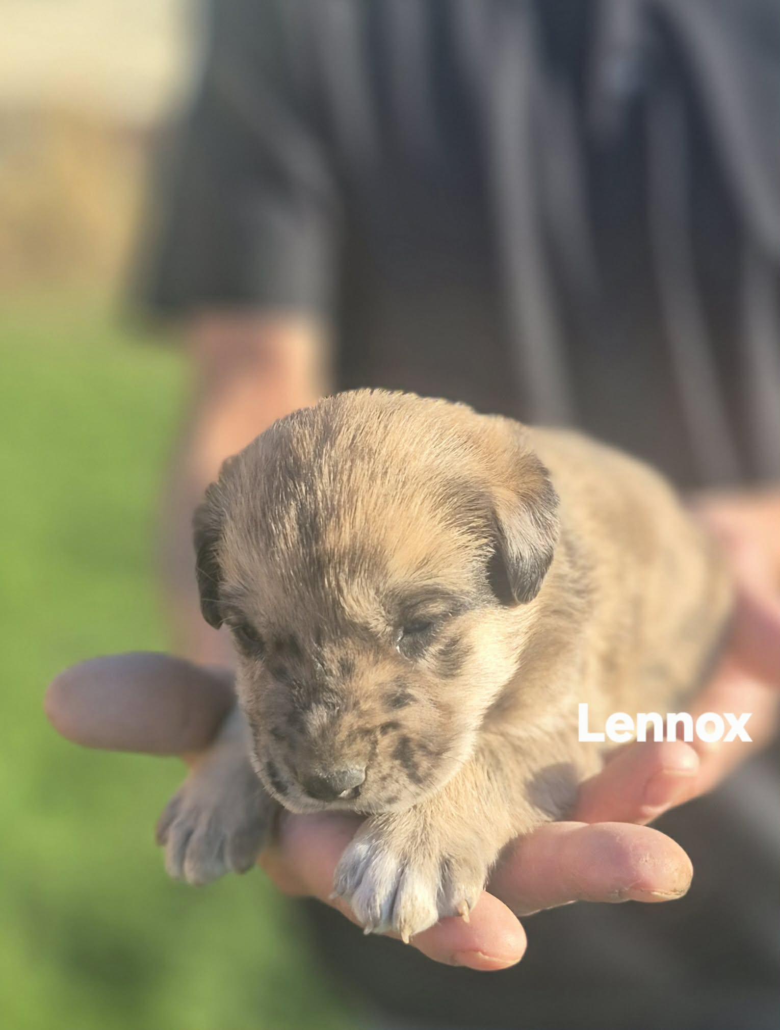 Enlarge  6 Great Pytrenees/Dobermans!!, a ADOPTABLE mixed breed in Sanger, TX image 1/6