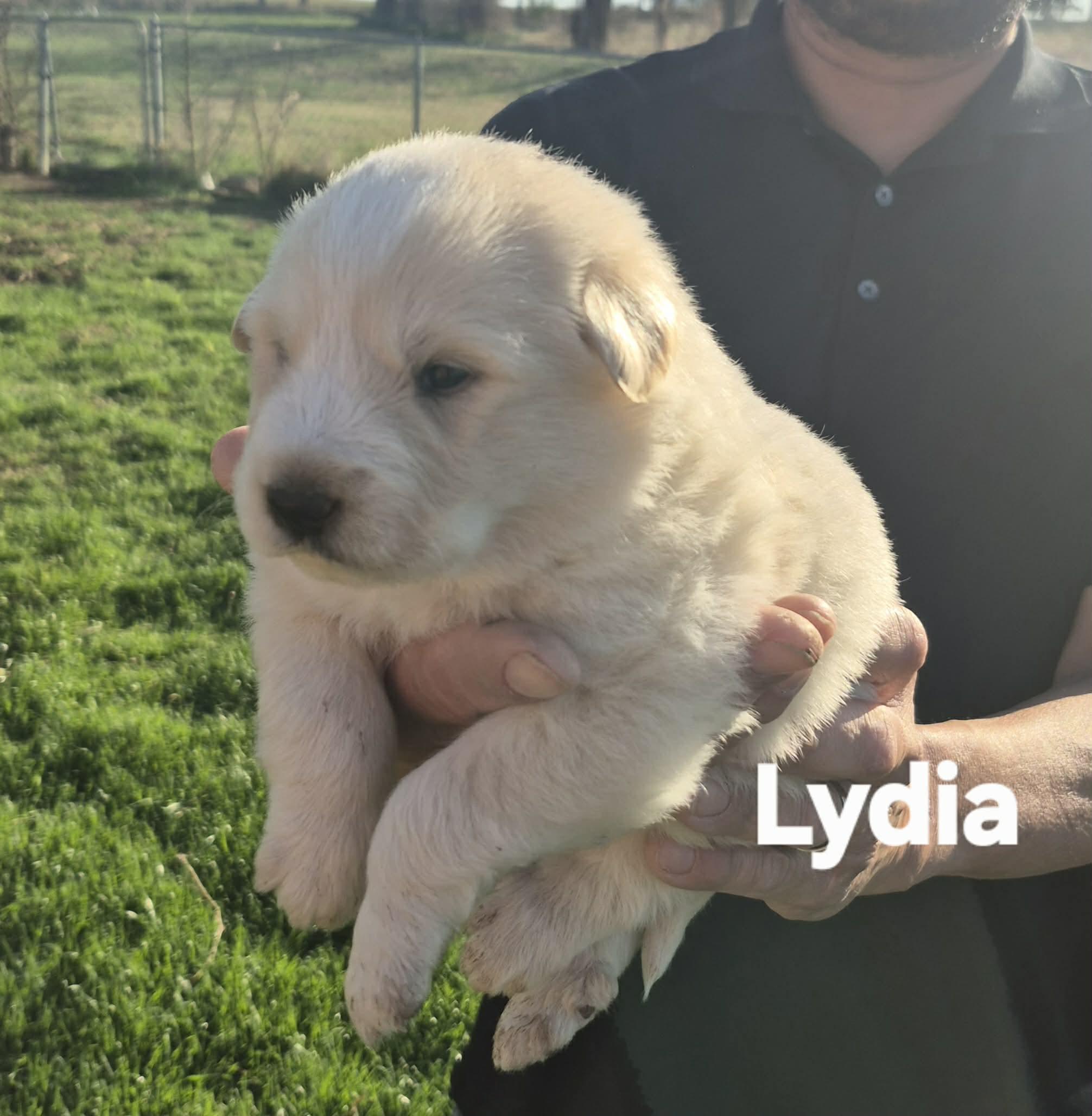 Enlarge  6 Great Pytrenees/Dobermans!!, a ADOPTABLE mixed breed in Sanger, TX image 3/6