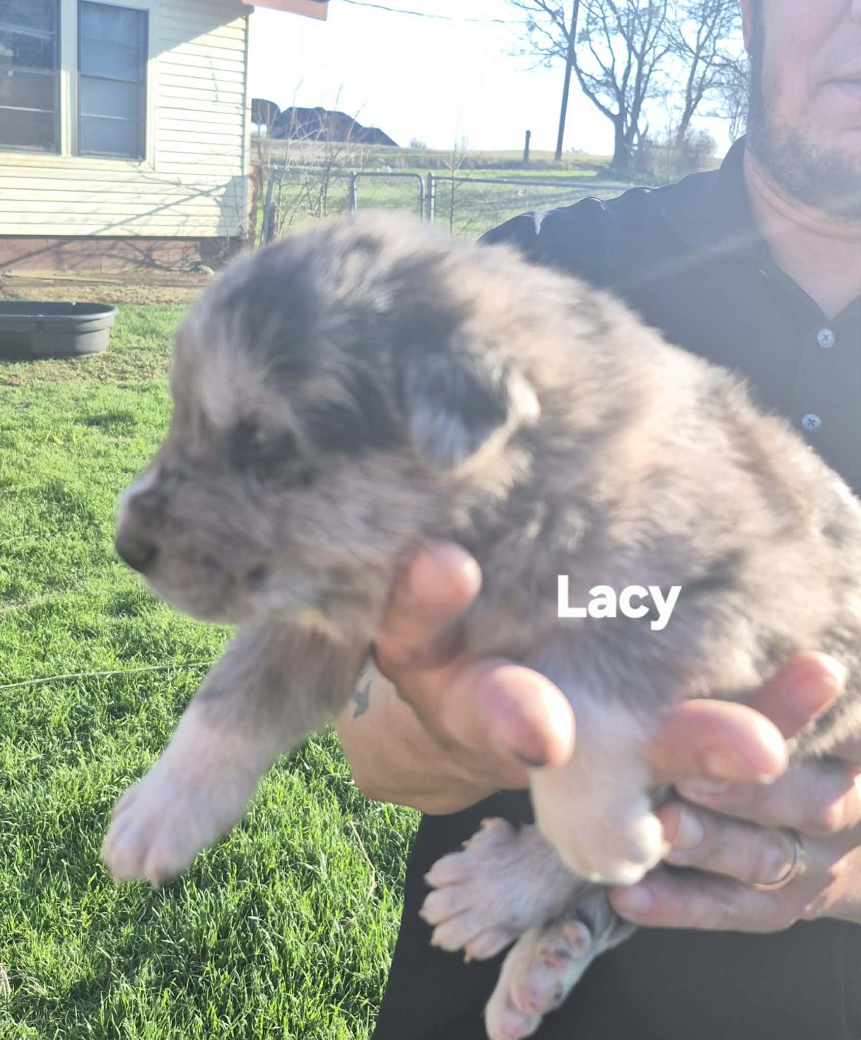 Enlarge  6 Great Pytrenees/Dobermans!!, a ADOPTABLE mixed breed in Sanger, TX image 2/6