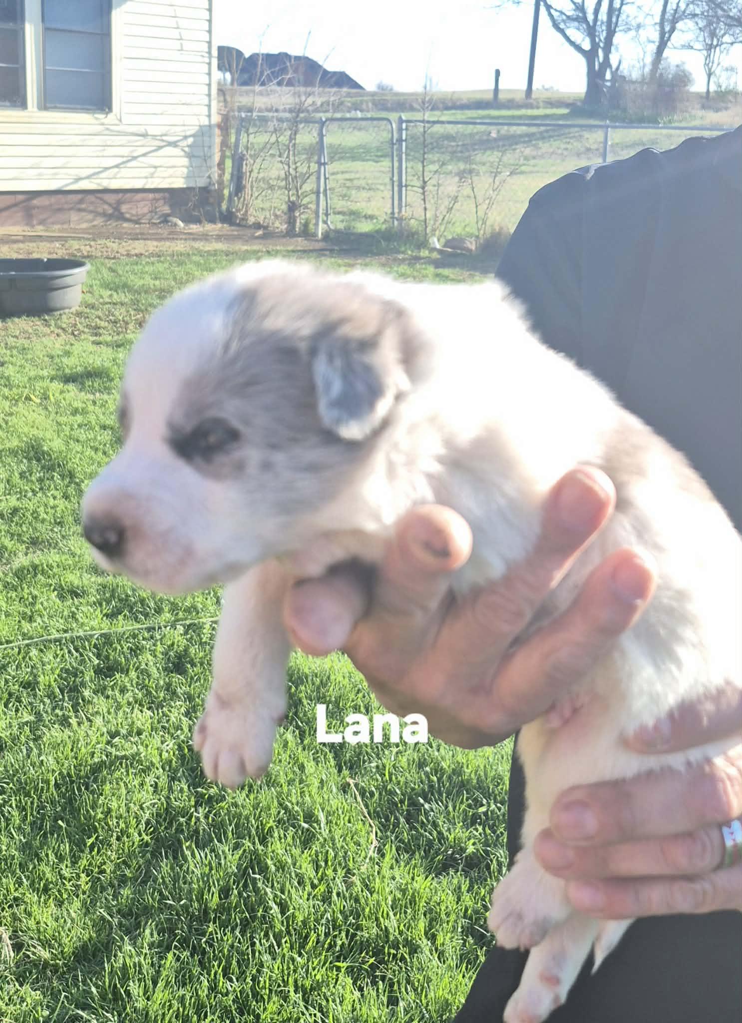 Enlarge  6 Great Pytrenees/Dobermans!!, a ADOPTABLE mixed breed in Sanger, TX image 5/6