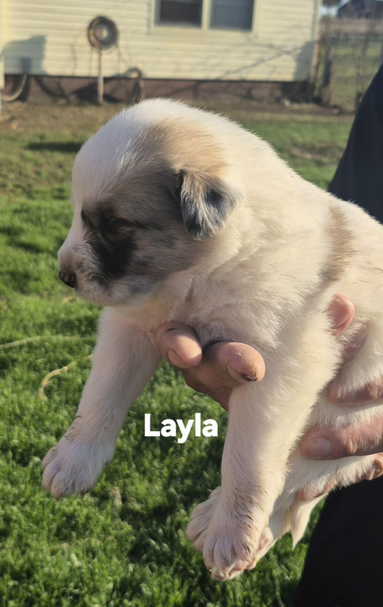 Enlarge  6 Great Pytrenees/Dobermans!!, a ADOPTABLE mixed breed in Sanger, TX image 4/6