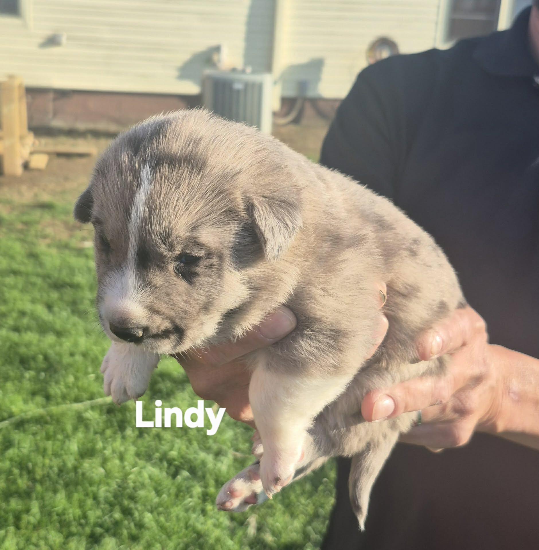 Enlarge  6 Great Pytrenees/Dobermans!!, a ADOPTABLE mixed breed in Sanger, TX image 6/6