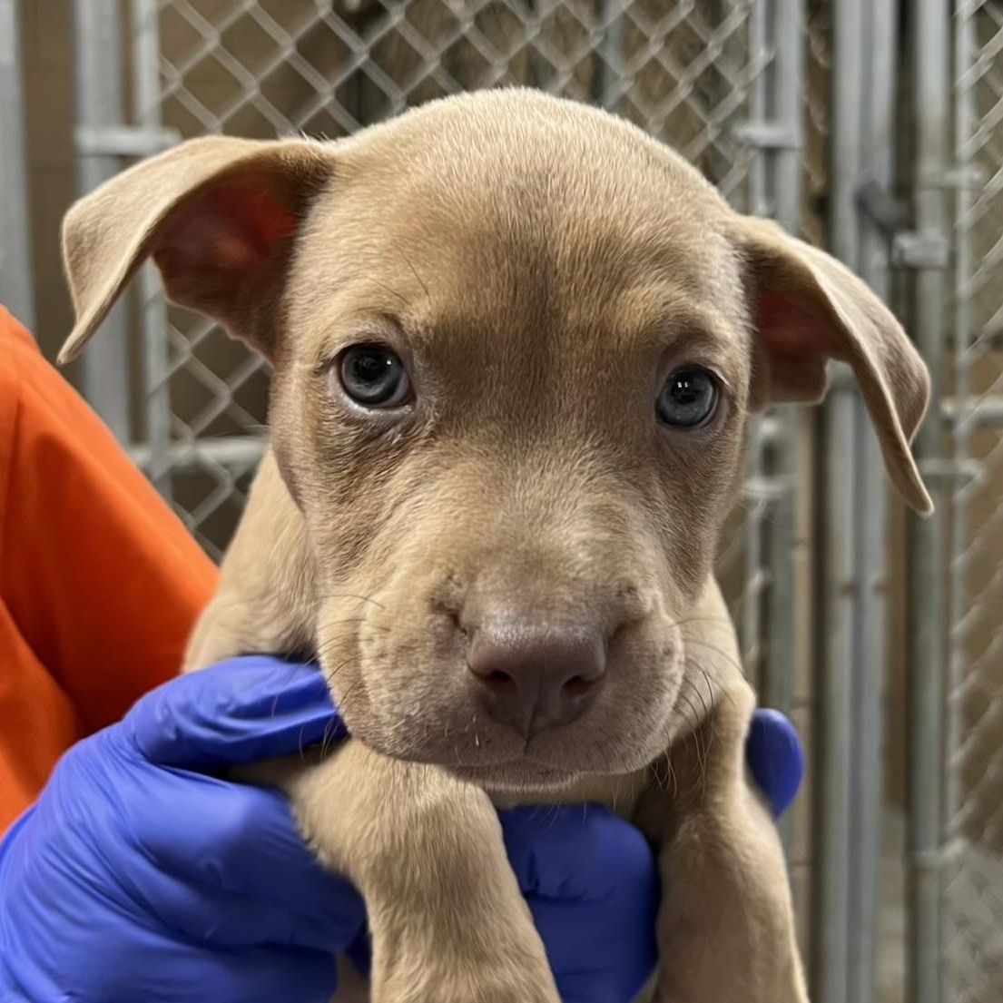 Enlarge Merrick, a ADOPTABLE mixed breed in Maynardville, TN image 1/1