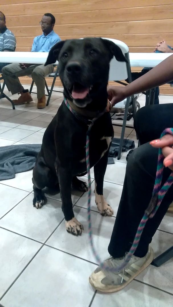 Tanker, Adoptable, Adult Male Black Labrador Retriever & Pit Bull Terrier.