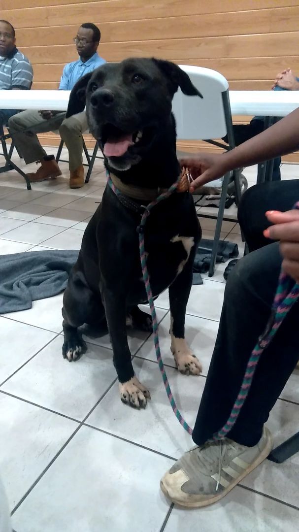 Tanker, a Adoptable mixed breed in Westminster, SC image 2/6