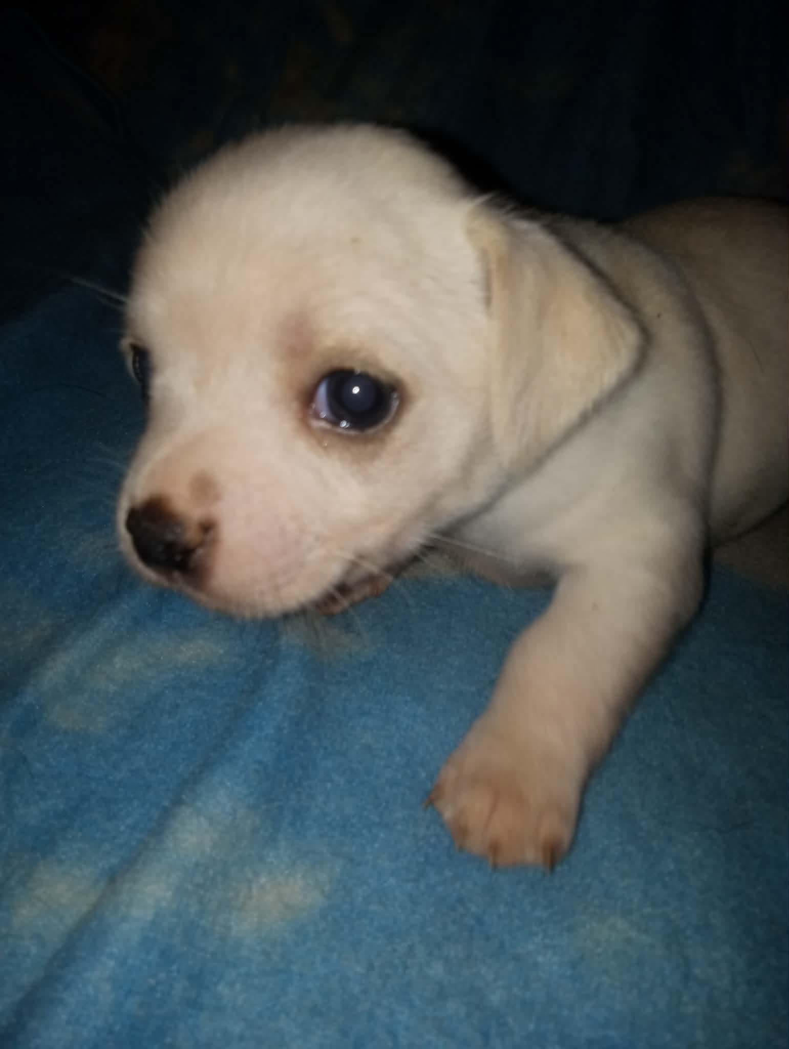 Cloud, Adoptable, Puppy Male Chihuahua.