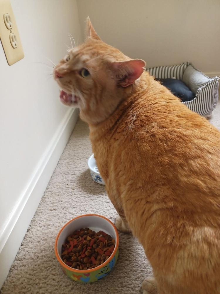 Rustee (aka Rusty), Adoptable, Adult Male Domestic Short Hair.