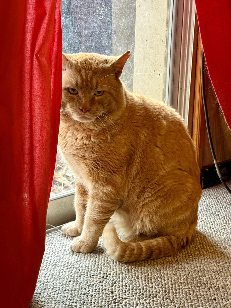 Enlarge Rustee (aka Rusty), a Adoptable Domestic Short Hair in catonsville , MD image 2/4