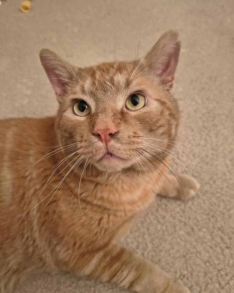 Enlarge Rusty, a Adoptable Domestic Short Hair in catonsville , MD image 3/4