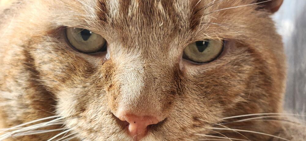 Rusty, Adoptable, Adult Male Domestic Short Hair.