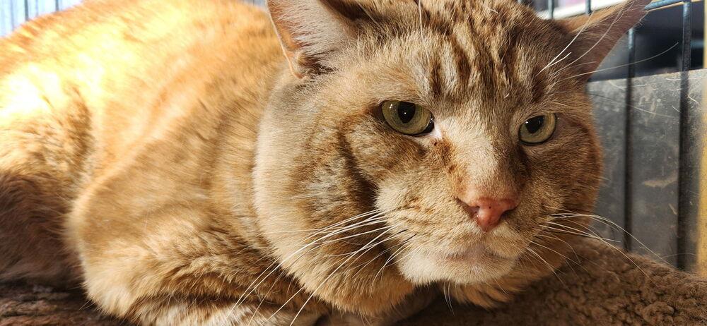 Enlarge Rusty, a Adoptable Domestic Short Hair in catonsville , MD image 2/2