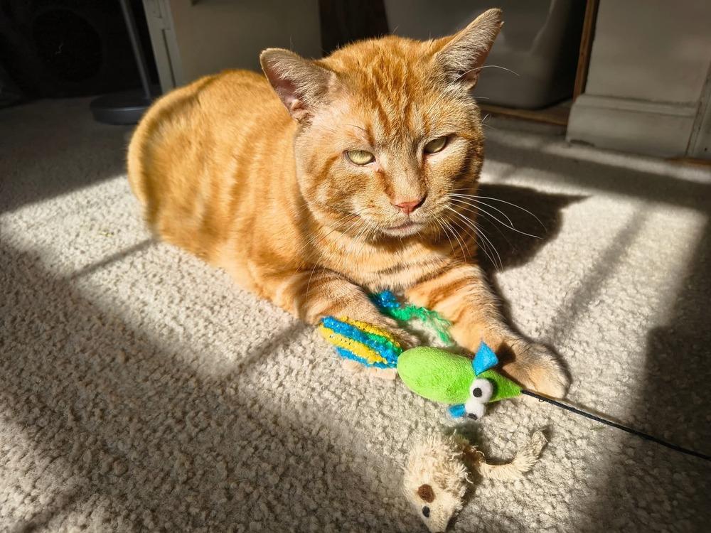 Enlarge Rusty, a Adoptable Domestic Short Hair in catonsville , MD image 4/4