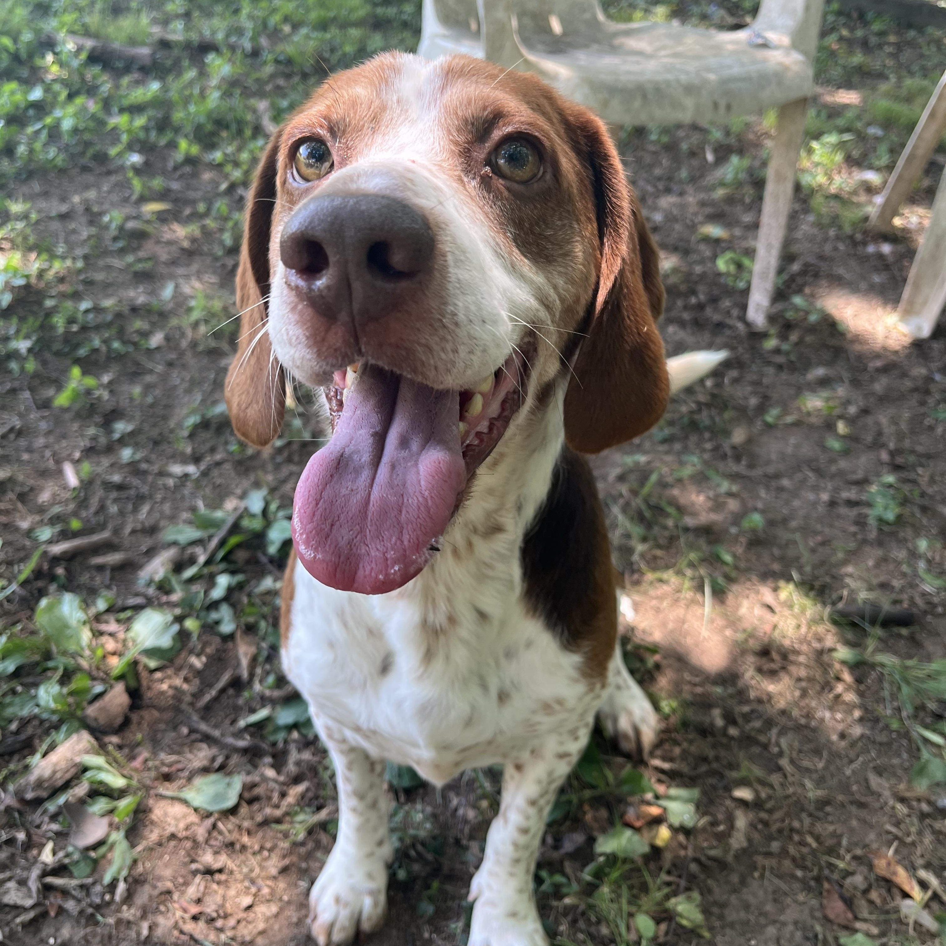 Hello Im Copper Im a basset hound mix male I am very well at walking on a leash I keep