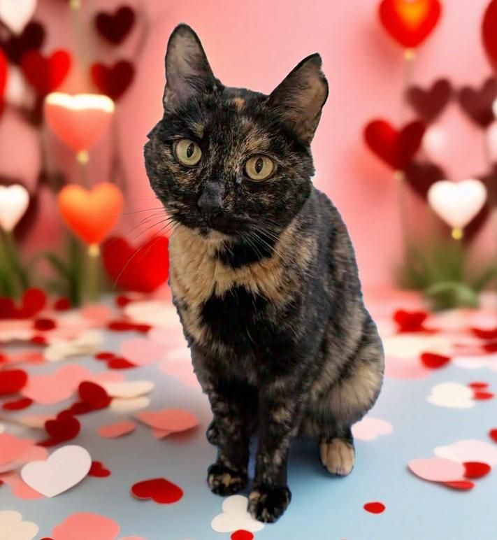 Mercedes, a Adoptable mixed breed in West Palm Beach, FL image 6/6