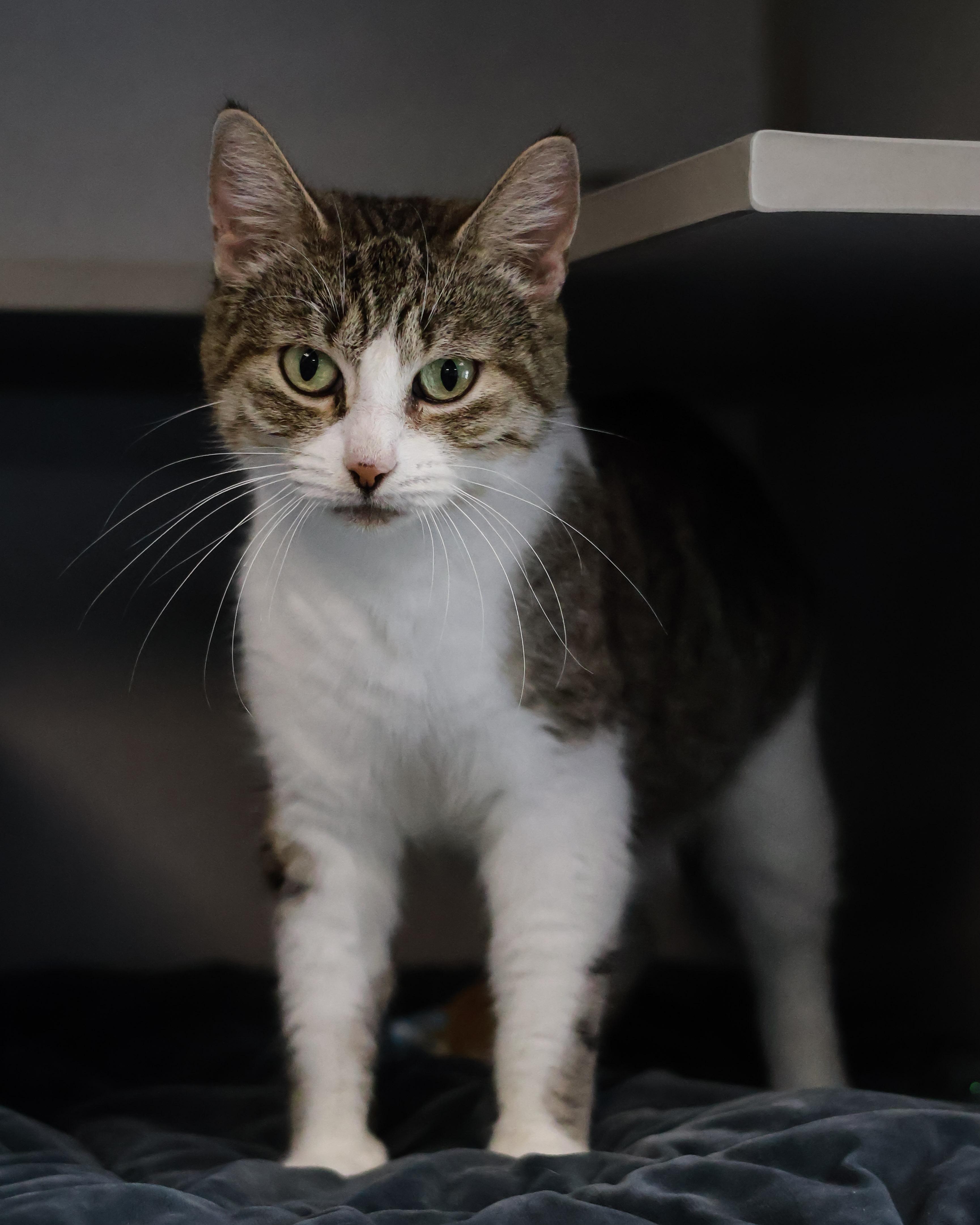 Scarlett, Adoptable, Adult Female Domestic Short Hair.
