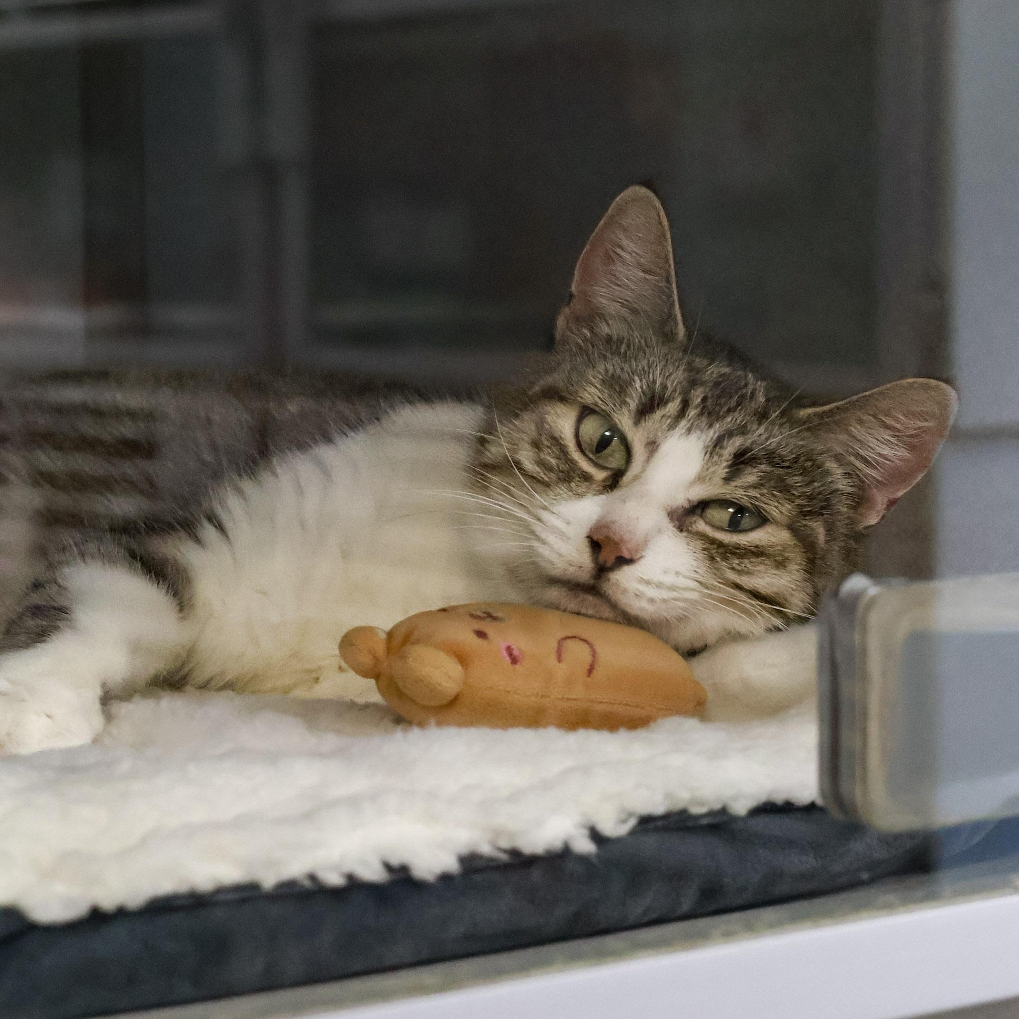 Enlarge Scarlett, a Adoptable Domestic Short Hair in St. Ignace, MI image 2/2