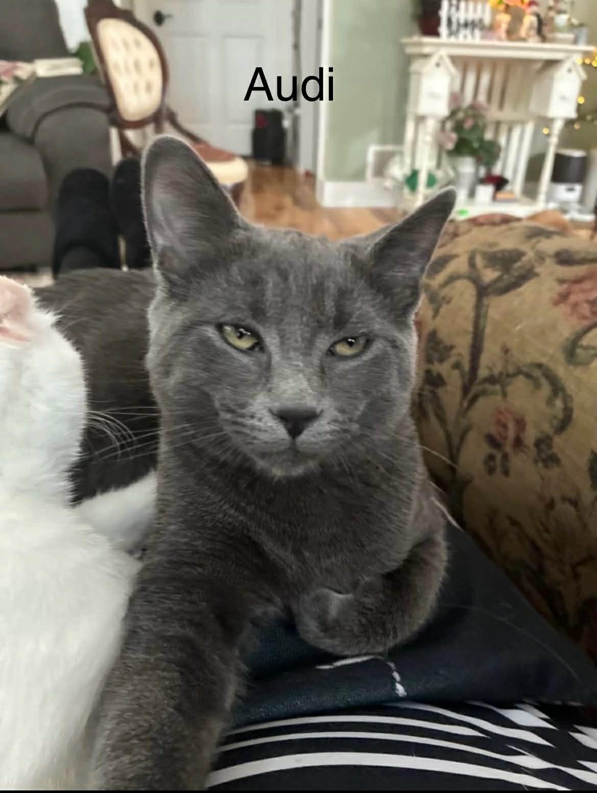 Audi @ Livonia PetSmart, Adoptable, Kitten Male Russian Blue & Domestic Short Hair.