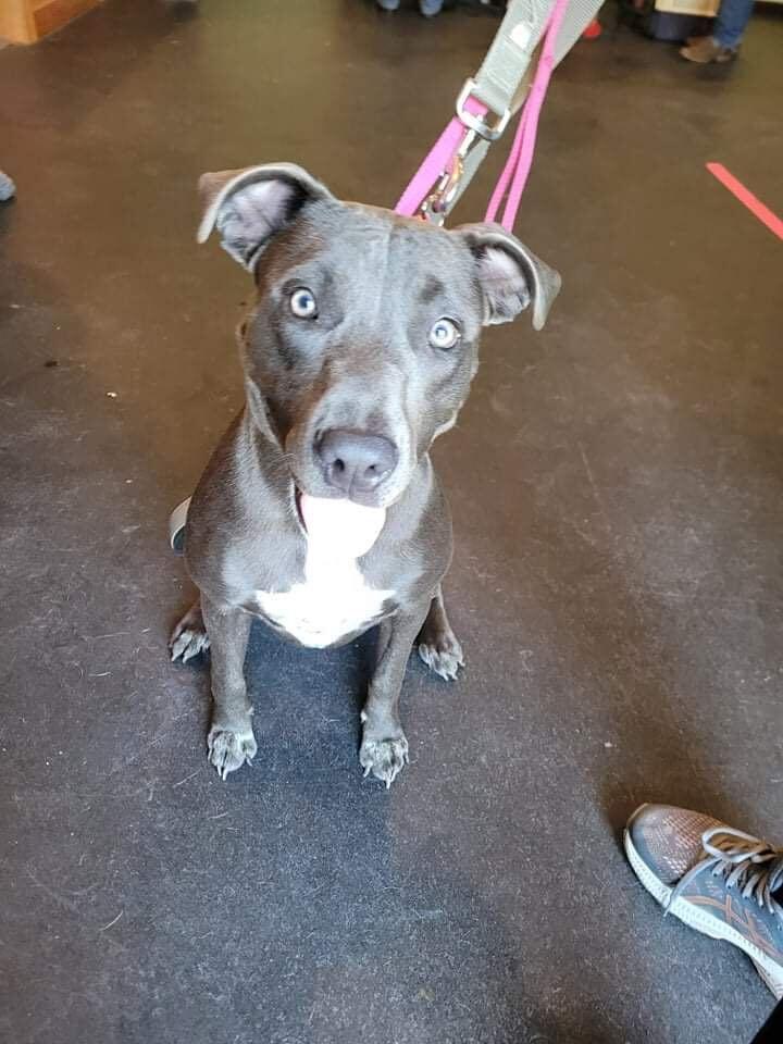 Sapphire, Adopted, Puppy Female Pit Bull Terrier & Labrador Retriever.