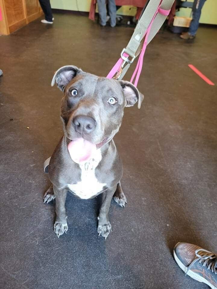 Sapphire, Adopted, Puppy Female Pit Bull Terrier & Labrador Retriever.