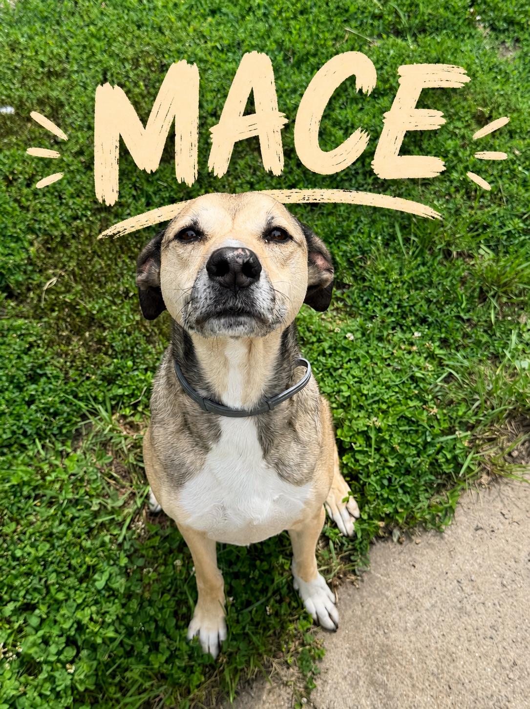 Mace, ADOPTABLE, Senior Male Terrier.