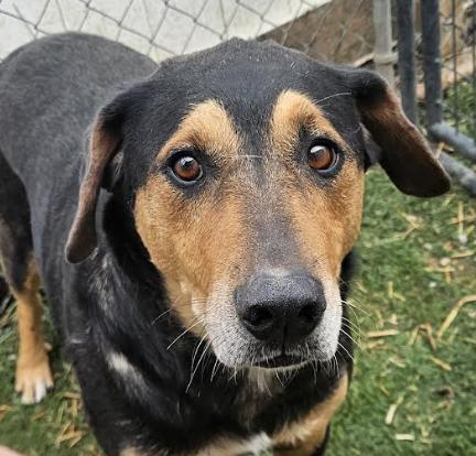 Enlarge Kobe, a Adoptable mixed breed in Woburn, MA image 1/6