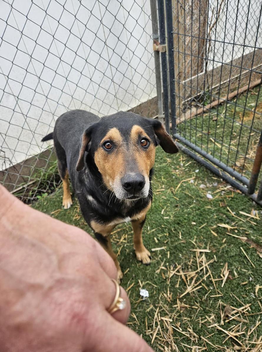 Enlarge Kobe, a Adoptable mixed breed in Woburn, MA image 2/6