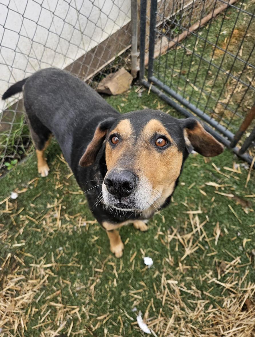 Enlarge Kobe, a Adoptable mixed breed in Woburn, MA image 3/6