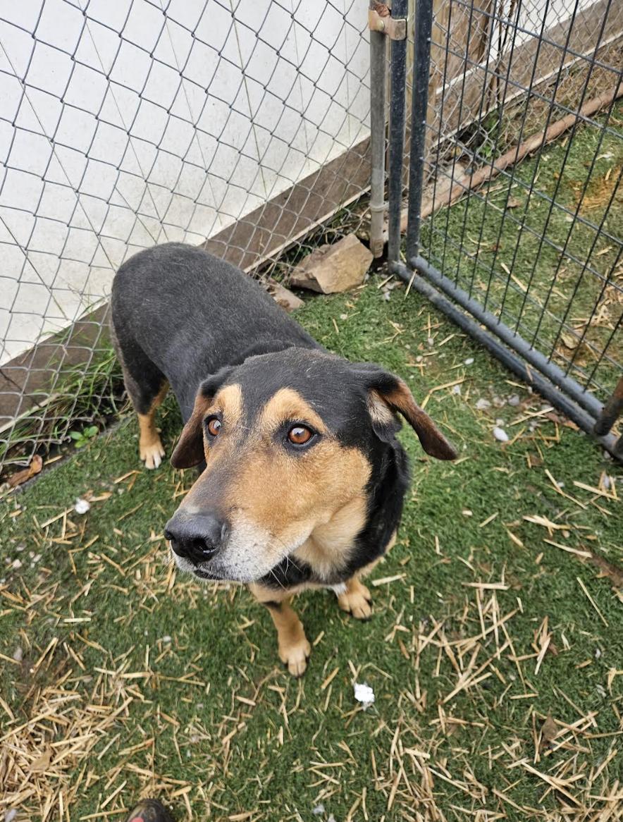 Enlarge Kobe, a Adoptable mixed breed in Woburn, MA image 5/6