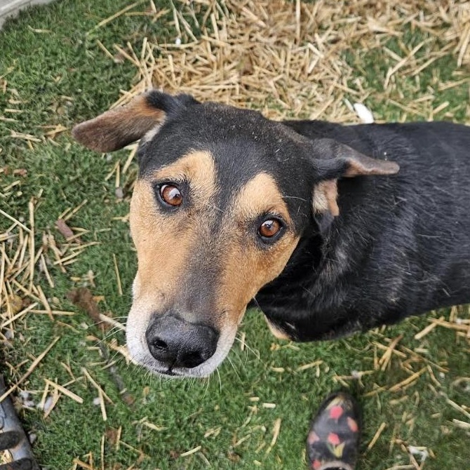 Enlarge Kobe, a Adoptable mixed breed in Woburn, MA image 6/6